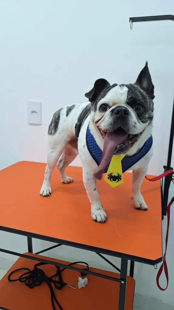 Bulldog francês de gravatinha depois do banho