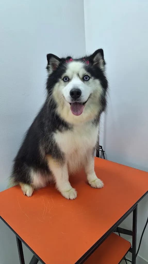 Husky sentado na mesa de tosa