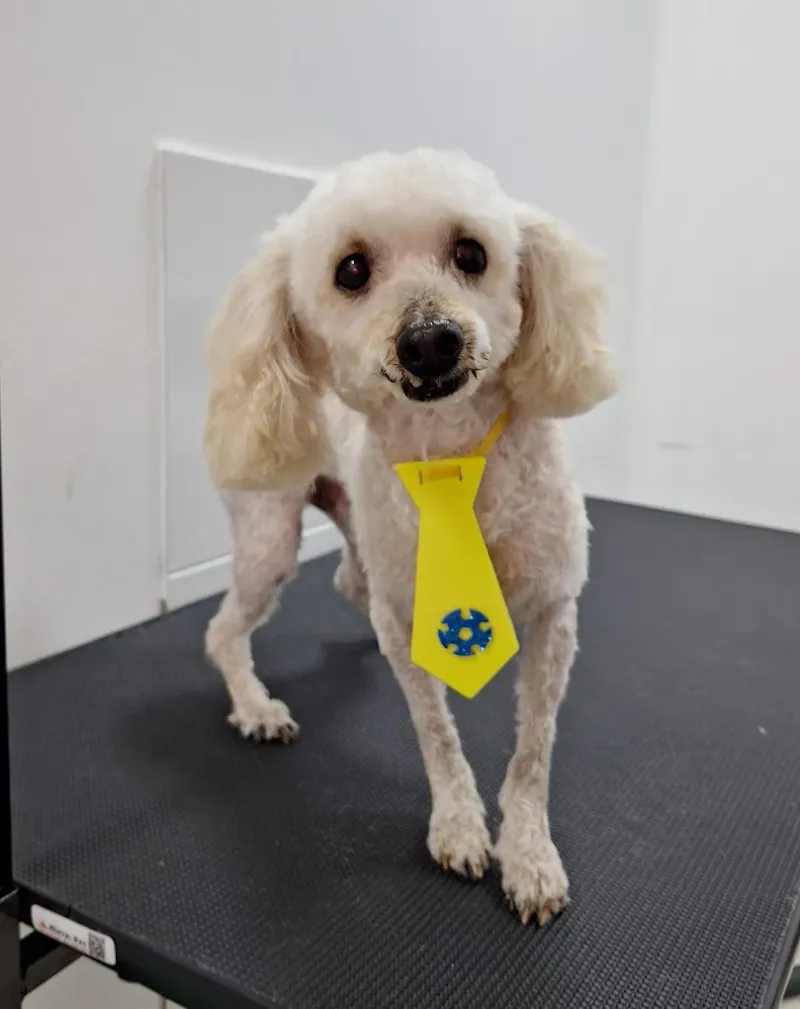 Poodle de gravatinha amarela depois da tosa